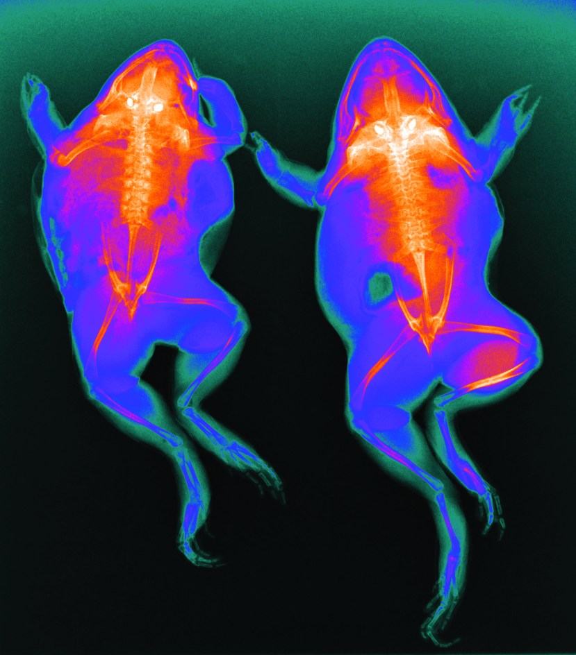 Radiology Program Acquires Essential Learning Tool.