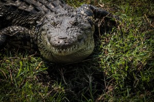 Crocodile along the banks of the Chobe river in Botswana. This croc was about six feet long.  Photo Jeff Toorish