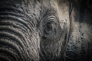 Bull Elephant covered in mud to help ward off the hot African sun. Chobe National Park, Botswana. Photo Jeff Toorish
