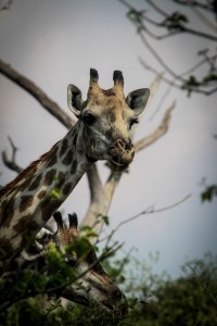 Giraffe, Chobe National Park, Botswana.  Photo  Jeff Toorish
