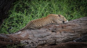 Leopard, Chobe National Park, Botswana. Observing leopards is relatively rare because they tend to stay hidden during the day. They often attack baboons at night.  Photo  Jeff Toorish