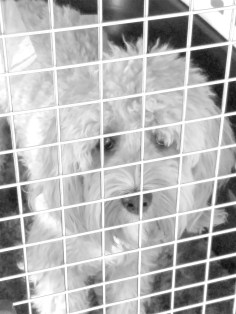 bentley bugs grayscale