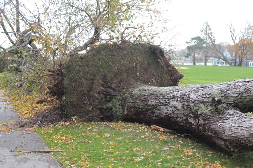 Massive Wind Storm Uproots Historic Trees