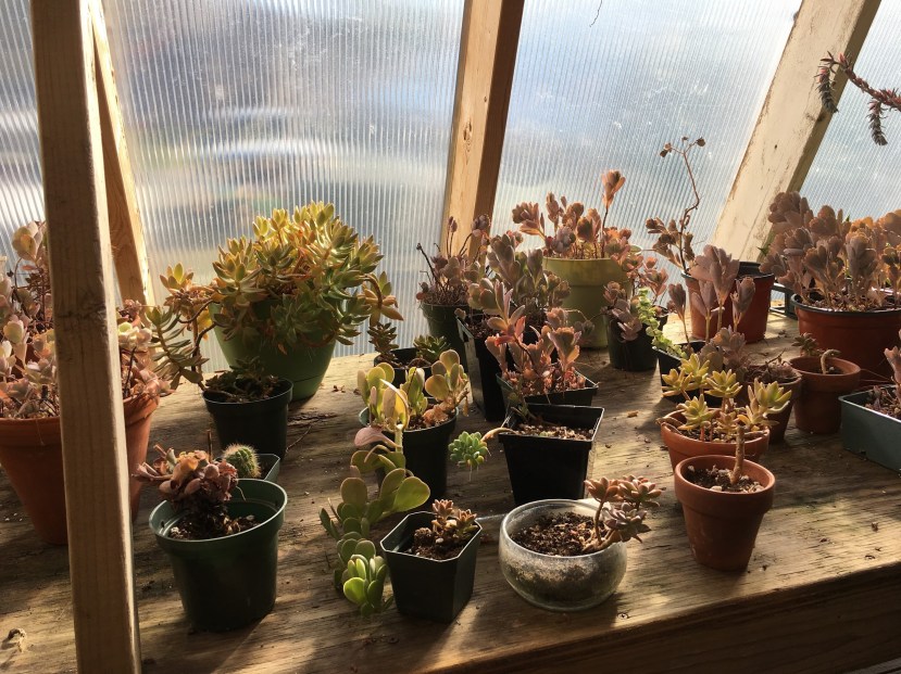 The Secret Greenhouse