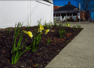 Screen Shot 2020-04-15 at 11.19.02 AM