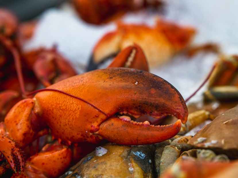 Lobster Experts Talk About Regulatory Crossfire