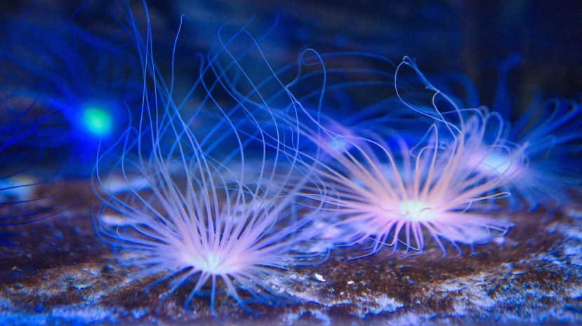 Marine Science is Major… at SMCC