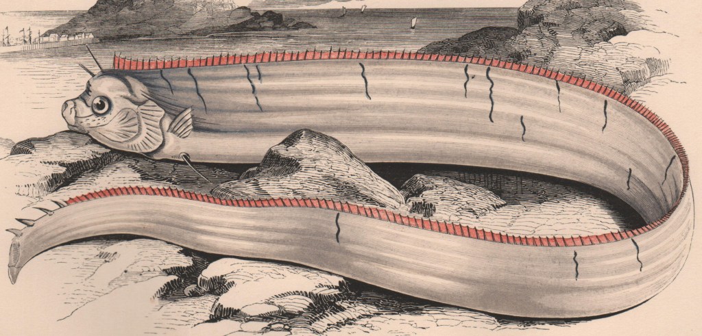 Victorian illustration of a sea monster.