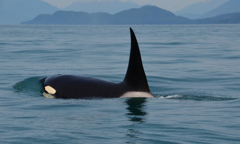 Old Thom: The Gulf of Maine’s Loner Orca 
