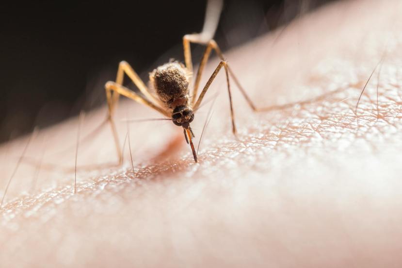 New York Patient Tests Positive For Chikungunya Virus: What to Know