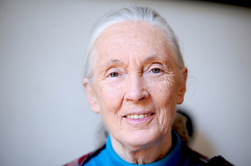 Three Significant Discoveries From Jane Goodall