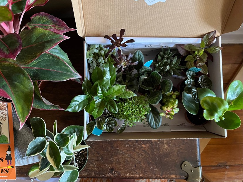 Opinion: You Should Buy a Houseplant for your Dorm Room!
